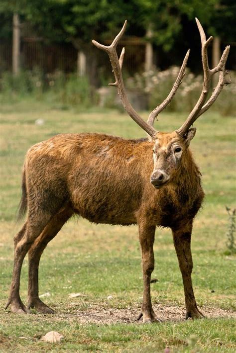 pere davids deer endangered reintroduction conservation britannica