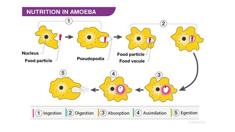 nutrition  amoeba class biology diagram meghnaunni   xxx hot girl