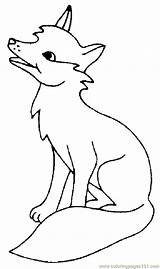 Fox Coloring Color Pages Luking Zorro Printable Animals sketch template