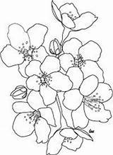 Cherry Blossoms Tsgos sketch template