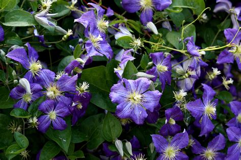 purple clematis flowers picture  photograph  public domain
