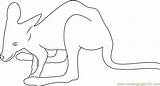 Kangaroo Coloringpages101 Mammals sketch template