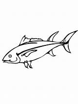 Tuna Coloring Fish Pages Yellowfin Pacific Bluefin Salmon Color Drawing Kids Getdrawings Printable Drawings 1000px 38kb sketch template