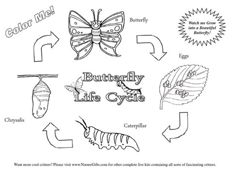 butterfly life cycle coloring picture