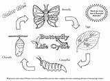 Butterfly Cycle Life Coloring Pages Cycles Science Printable Worksheets Colouring Plant Grade Living Things First Links Butterflies Johnson John Caterpillar sketch template