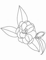 Flower State Alabama Camellia Coloring Pages sketch template