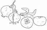 Autunno Cachi Schede Frutti Infanzia Disegnidacolorareperadulti Frutta Maestra Segno Frutto Loto sketch template