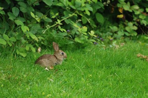 photo gratuite nature sauvage lapin de garenne image gratuite sur pixabay 695850