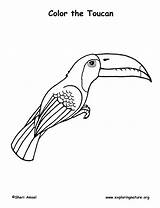 Toucan Exploringnature sketch template