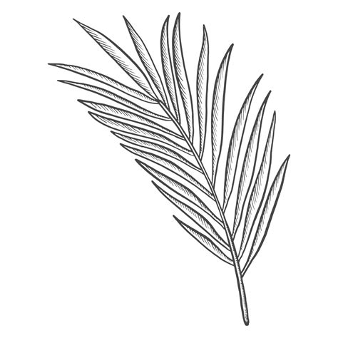 palm tropical leaf plant isolated doodle hand drawn sketch  outline