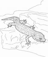 Gecko Lizard sketch template