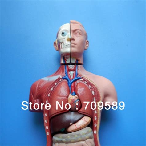 Buy Iso 42cm Human Torso With Internal Organs 13 Parts