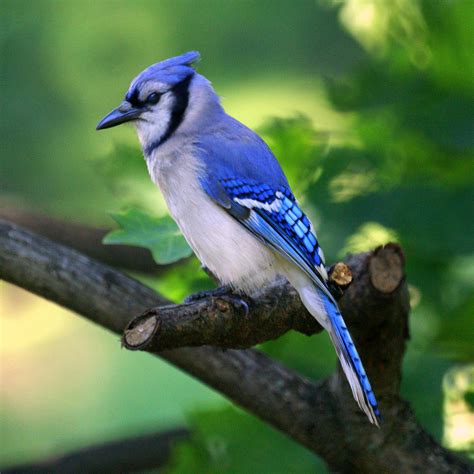 unveiling  secrets   blue jays brave winter birds   wild