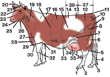 body parts diagram    butchering cowscattle pinterest body parts