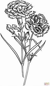 Carnation Coloring Pages Flowers Flower Printable Drawing Carnations Color Gif Tattoo Yellow Para Claveles Flor Supercoloring Clavel Kids Dibujo Flores sketch template