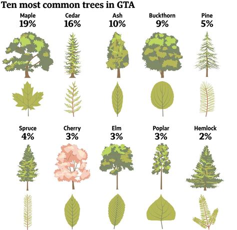 urban forest  crisis  tree selection  important  toronto