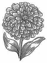 Coloring Pages Flower Marigold Flowers Marigolds Recommended sketch template