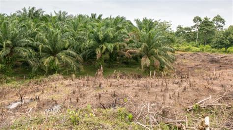 nachhaltiges palmoel  lebensmitteln ist oft schwer zu erkennen