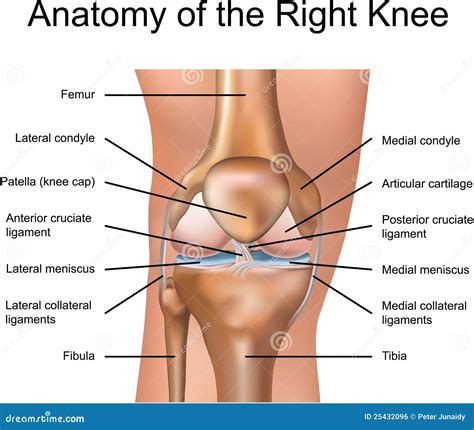 anatomy    knee royalty  stock image image