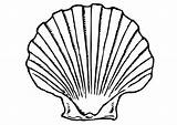 Shell Coloring Pages Shells Clipart Seashells Line Seashell Muschel Drawings Large Ausmalbild Zum Webstockreview Choose Board Outline sketch template