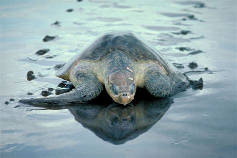 endangered olive ridley turtles  dead  india coast day today gk