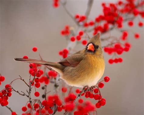lovable images birds wallpapers free download