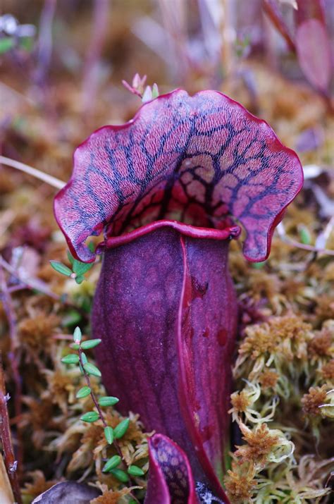 image result  purple pitcher plant midge alien plants weird plants unusual plants rare