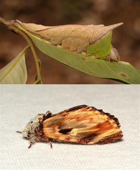 metamorphosis prominent moth neopheosia fasciata notod flickr