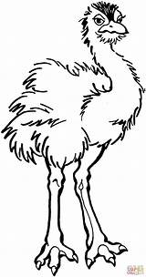 Kolorowanki Avestruz Struś Strusie Druku Kolorowanka Emu Malvorlagen Supercoloring Strauss Tiere Ptaki Ostrich Asd9 sketch template
