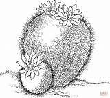 Cactus Parodia Blumen Ausmalbilder Ausmalen Malvorlagen Pelecyphora Yellowimages Supercoloring sketch template