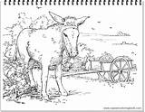 Coloring Donkeys Sie Pdf Verbreitet Hübsch Aus Oder Sind Weit Einfach Als Aber Sehen Pages sketch template