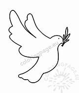 Branch Dove Olive Holding Flying Peace sketch template