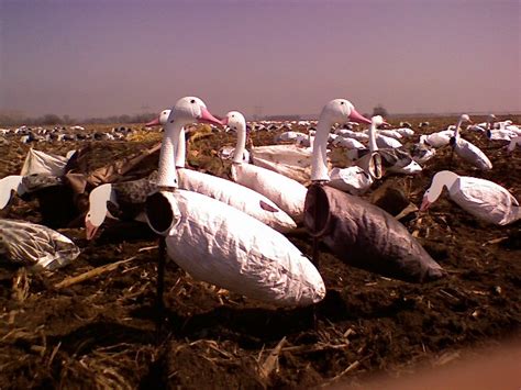 First Flight Finishers Decoy Spreads Spring Snow Goose