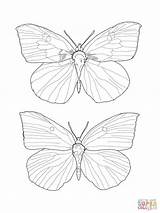 Butterfly Coloring Buckeye Blue Morpho Pages Inspiration Getcolorings Drawing Colorings Getdrawings sketch template