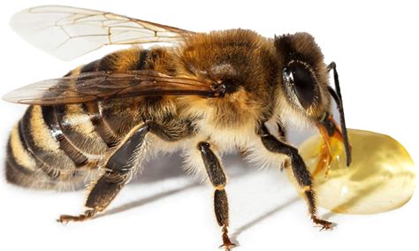couldnt bee    honey