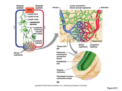lymphatic system anatomy physiology