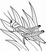 Grasshopper Coloringhome Insect sketch template