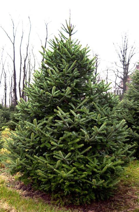 frasier fir brings  elegance  christmas
