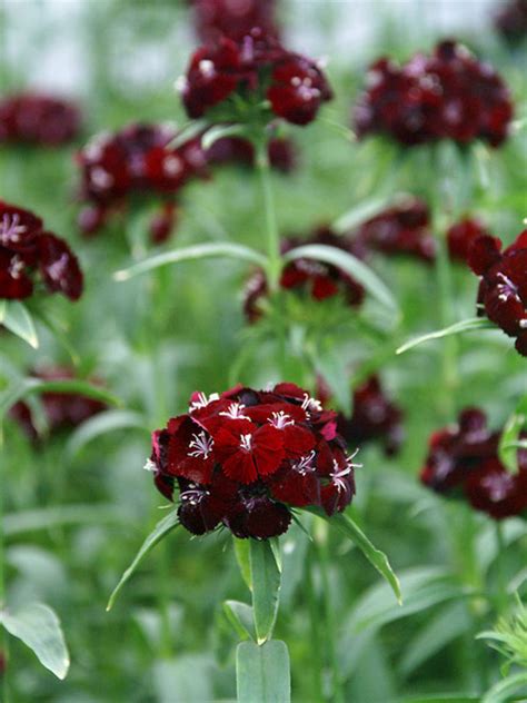 product viewer dianthus sweet black cherry