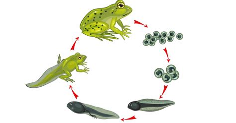 frog life cycle learn  nature