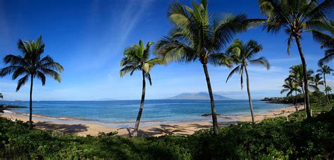 palm trees   beach maui hawaii photograph  panoramic images