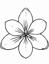 Magnolia Coloring Crocus Pages Clipart Flowers Tundra Printable Flower Drawing Outline Print Cliparts Categories Twistynoodle sketch template