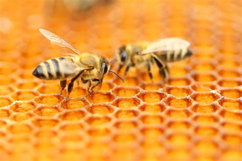 male honey bees temporarily blind queens   semen