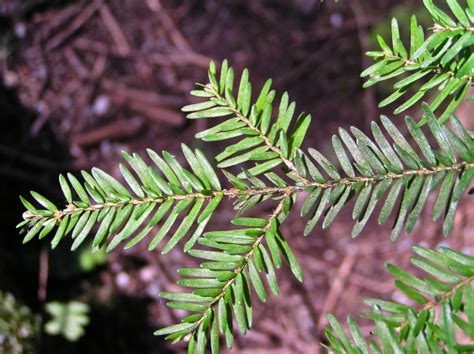 tree  life western hemlock