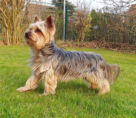 history   yorkshire terrier