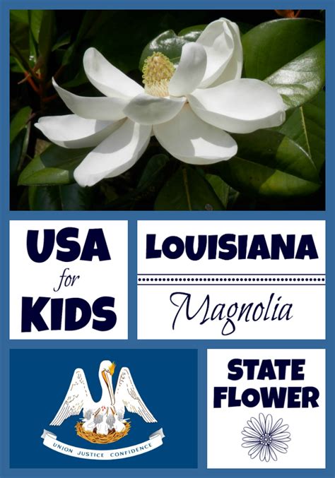 louisiana state flower usa facts  kids