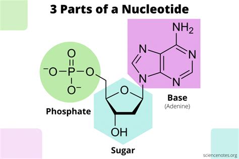 parts   nucleotide