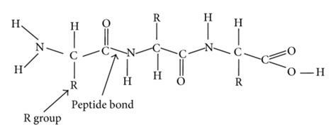 common structure  polypeptide  scientific diagram