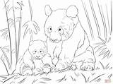 Panda Coloring Cute Pages Supercoloring Bear Printable Family Color sketch template