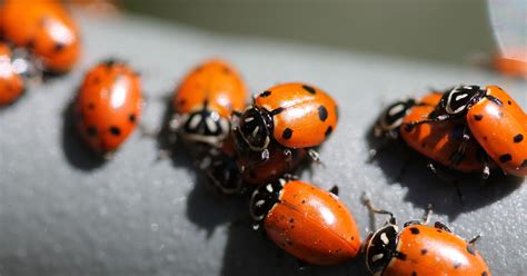 Having Ladybugs Indoors Serves A Very Useful Purpose